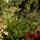 Pennisetum alopecuroides 'Magic' - Rozplenica japońska 'Magic'