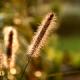 Pennisetum alopecuroides 'Magic'-Rozplenica japońska 'Magic'