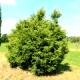 Juniperus chinensis 'Kuriwao Gold'-Jałowiec chiński 'Kuriwao Gold'
