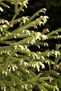 Picea abies 'Finedonensis' - Świerk pospolity 'Finedonensis'
