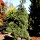 Pinus densiflora 'Pendula'-Sosna gęstokwiatowa 'Pendula'