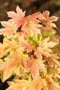 Acer pseudoplatanus 'Puget Pink' - Klon jawor 'Puget Pink'