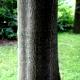 Ailanthus altissima - Bożodrzew gruczołkowaty