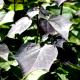 Catalpa ×erubescens 'Purpurea'-Surmia pośrednia 'Purpurea'