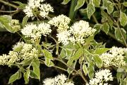 Cornus alternifolia 'Silver Giant' - Dereń skrętolistny 'Silver Giant'