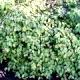 Corylopsis pauciflora-Leszczynowiec skąpokwiatowy
