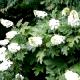 Hydrangea quercifolia [Snow Queen] 'Flemygea' - Hortensja dębolistna [Snow Queen] 'Flemygea'