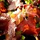 Hydrangea quercifolia [Snow Queen] 'Flemygea' - Hortensja dębolistna [Snow Queen] 'Flemygea'