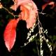 Oxydendrum arboreum - Kwaśnodrzew amerykański