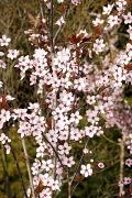 Prunus cerasifera 'Pissardii' - Śliwa wiśniowa 'Pissardii'