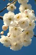 Prunus serrulata 'Shimidsu' - Wiśnia piłkowana 'Shimidsu'