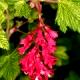 Ribes sanguineum 'Pulborough Scarlet Variegated'-Porzeczka krwista 'Pulborough Scarlet Variegated'
