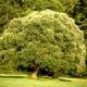 Salix alba - Wierzba biała