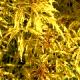 Sambucus racemosa 'Goldenlocks' - Bez koralowy 'Goldenlocks'
