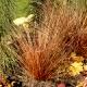 Carex buchananii-Turzyca Buchanana