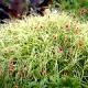 Carex muskingumensis 'Silberstreif'-Turzyca palmowa 'Silberstreif'