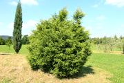 Juniperus chinensis 'Kuriwao Gold' - Jałowiec chiński 'Kuriwao Gold'