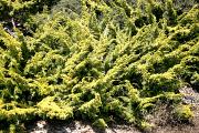 Juniperus chinensis 'Plumosa Aurea' - Jałowiec chiński 'Plumosa Aurea'