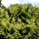 Juniperus chinensis 'Plumosa Aurea' - Jałowiec chiński 'Plumosa Aurea'