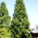 Metasequoia glyptostroboides-Metasekwoja chińska