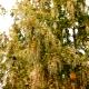 Metasequoia glyptostroboides - Metasekwoja chińska