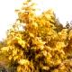 Metasequoia glyptostroboides [Goldrush] 'Ogon' - Metasekwoja chińska [Goldrush] 'Ogon'