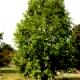 Metasequoia glyptostroboides 'Waasland'-Metasekwoja chińska 'Waasland'