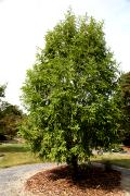 Metasequoia glyptostroboides 'Waasland' - Metasekwoja chińska 'Waasland'