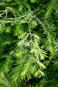 Metasequoia glyptostroboides 'White Spot' - Metasekwoja chińska 'White Spot'