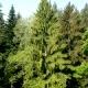 Picea abies-Świerk pospolity