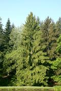 Picea abies - Świerk pospolity