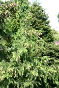 Picea abies 'Acrocona' - Świerk pospolity 'Acrocona'