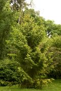 Picea abies 'Aurea Magnifica' - Świerk pospolity 'Aurea Magnifica'