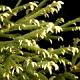 Picea abies 'Finedonensis'-Świerk pospolity 'Finedonensis'