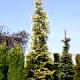 Picea abies 'Finedonensis' - Świerk pospolity 'Finedonensis'