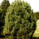 Pinus cembra-Sosna limba