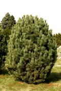 Pinus cembra - Sosna limba