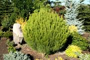 Pinus densiflora 'Jane Kluis' - Sosna gęstokwiatowa 'Jane Kluis'