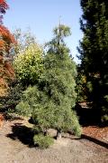 Pinus densiflora 'Pendula' - Sosna gęstokwiatowa 'Pendula'