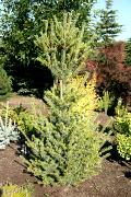 Pinus parviflora 'Ryu-ju' - Sosna drobnokwiatowa 'Ryu-ju'