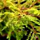 Taxodium distichum 'Secrest' - Cypryśnik błotny 'Secrest'