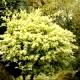 Acer campestre 'Pulverulentum'-Klon polny 'Pulverulentum'