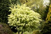 Acer campestre 'Pulverulentum' - Klon polny 'Pulverulentum'