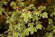 Acer campestre 'Silver Celebration' - Klon polny 'Silver Celebration'