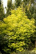 Acer negundo 'Auratum' - Klon jesionolistny 'Auratum'