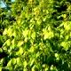 Acer negundo 'Winter Lightning' - Klon jesionolistny 'Winter Lightning'