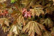 Acer platanoides 'Dissectum' - Klon pospolity 'Dissectum'