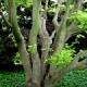 Acer shirasawanum 'Aureum' - Klon Shirasawy 'Aureum'