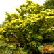 Acer shirasawanum 'Aureum' - Klon Shirasawy 'Aureum'