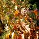 Aesculus 'Autumn Splendor'-Kasztanowiec 'Autumn Splendor'
